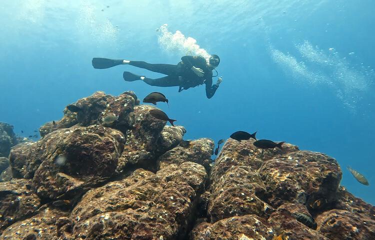 Santa Catalina: Tauchen im magischen Dreieck