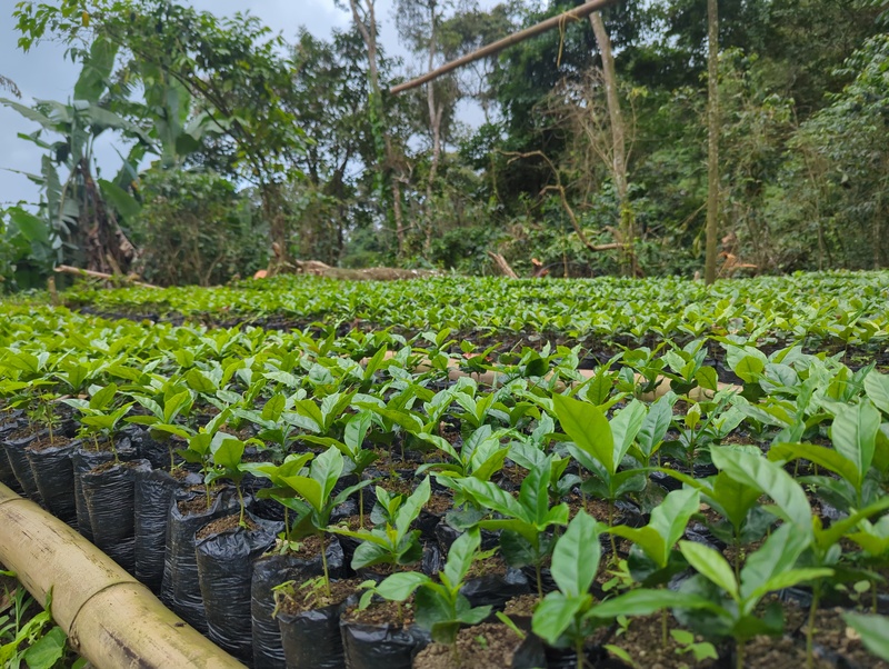 Auf der Finca wird Vieles selbst gepflanzt. Wie hier die unzähligen Kaffeesetzlinge.