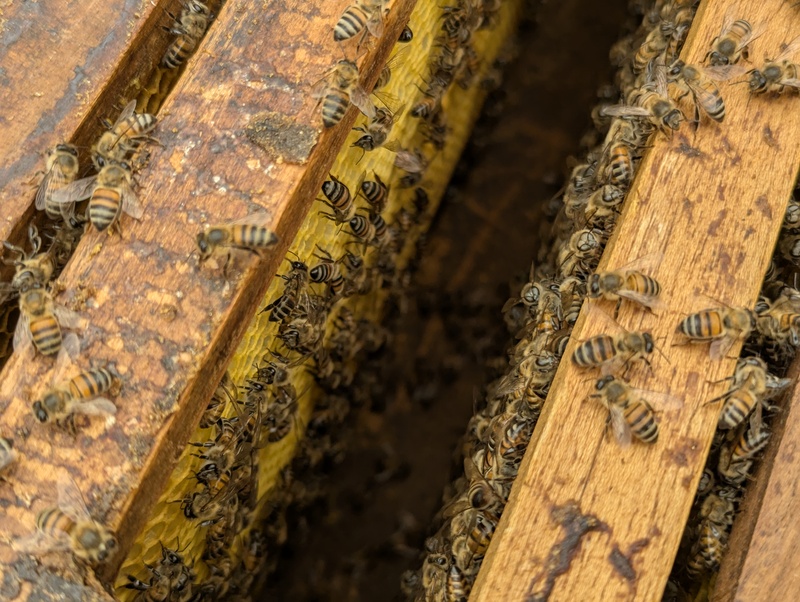 Viele afrikanische Bienen (sie sind widerstandsfähiger als andere, lokale Arten) tummeln sich hier.