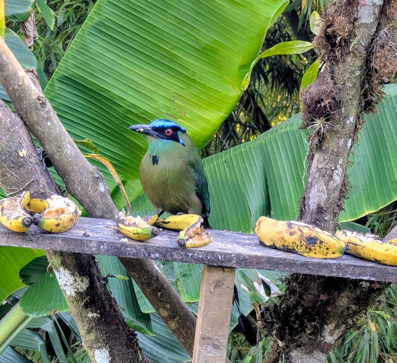 Jeden Abend kam dieser hübsche Vogel vorbei, um ein wenig von der Banane zu picken.