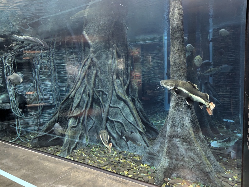 Der grösste Aquarium Pool mit riesiegen Flussfischen.