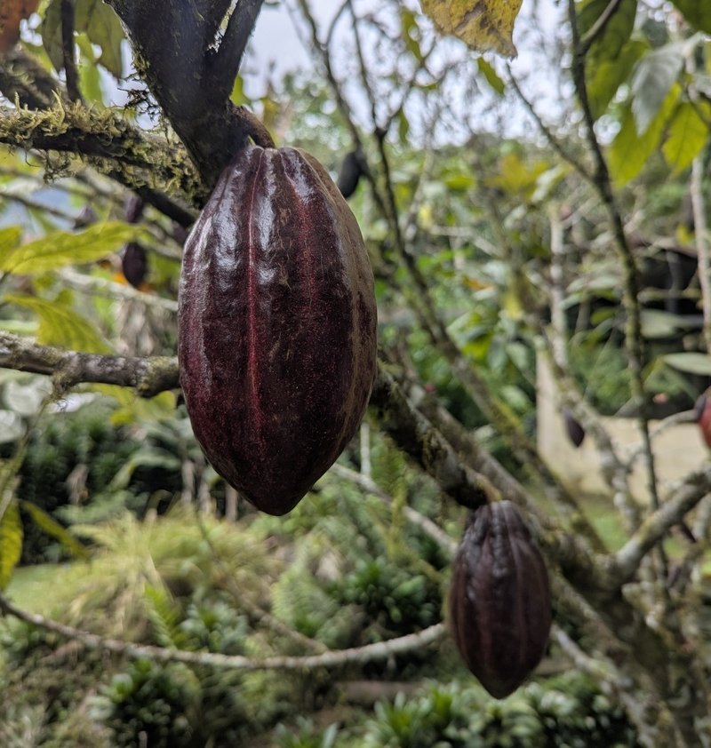 Auf der Schoggitour liefen wir auch durch den schönen Garten mit den verschiedenen Kakaofrüchten.