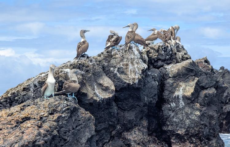 Galapagos-Inseln: Unterwasserparadies mit Folgen