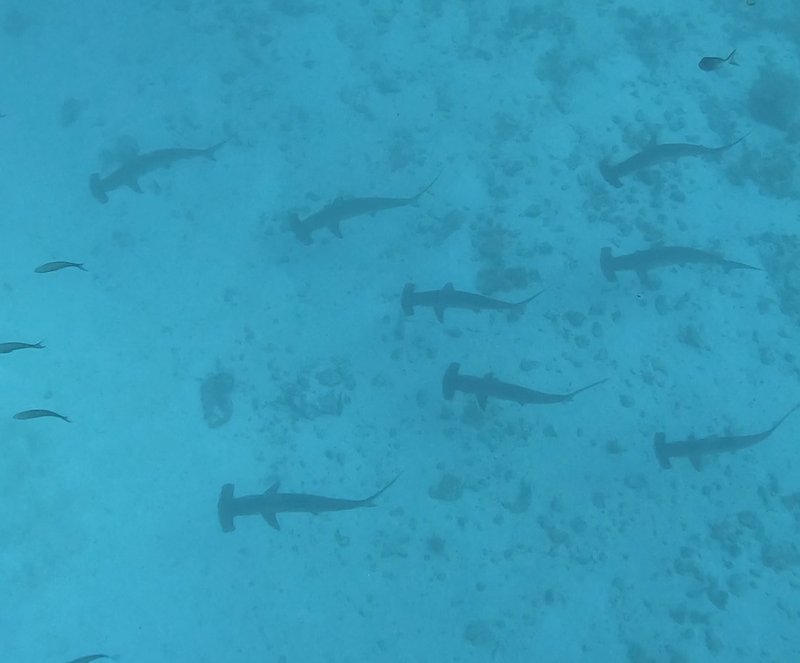 Eine Gruppe schwimmt unter uns durch. Ihre Silhouette erinnert Alex immer an Staubsauger.