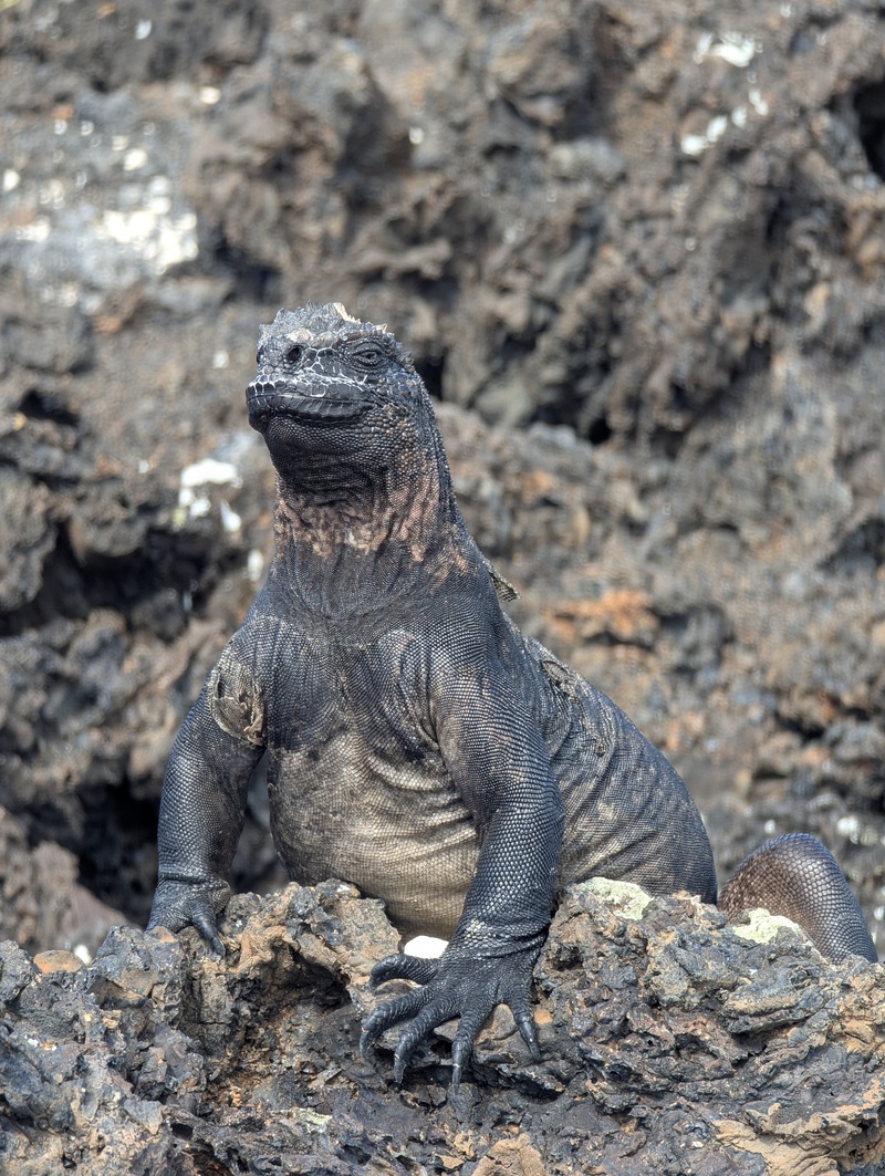 Posieren an der Sonne kann diese Meerechse oder schöner: Marine Iguana