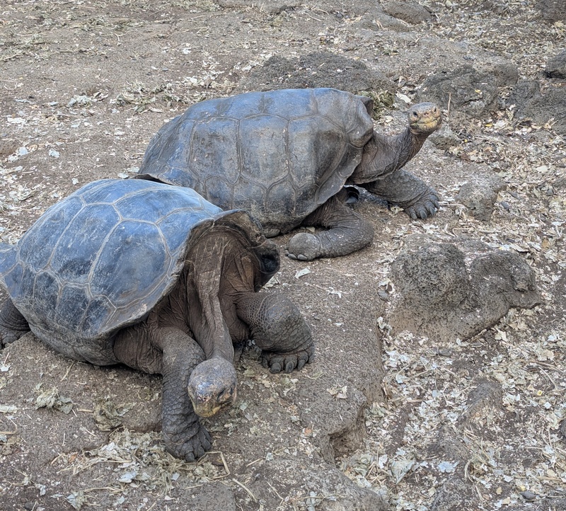 Zwei der älteren Landschildkröten im Darwin Research Center.