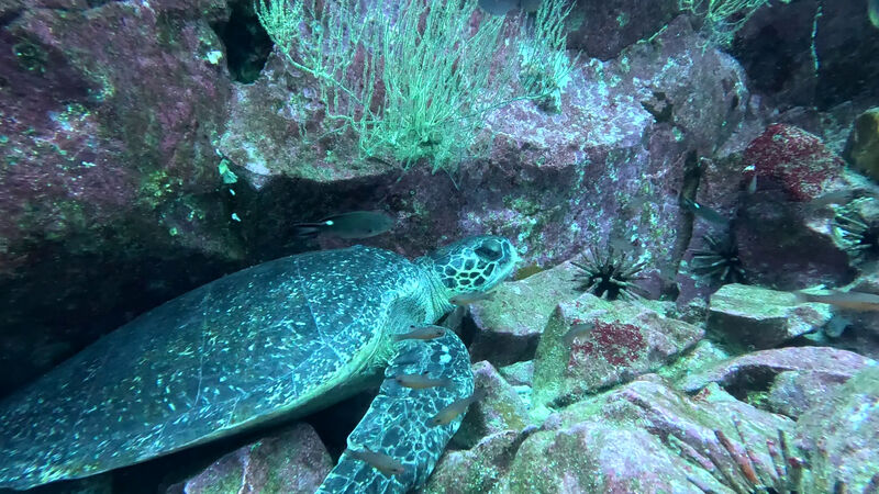 Eine von vielen Schildkröten an diesem Tag. Hier gemütlich versteckt zwischen den Steinen.