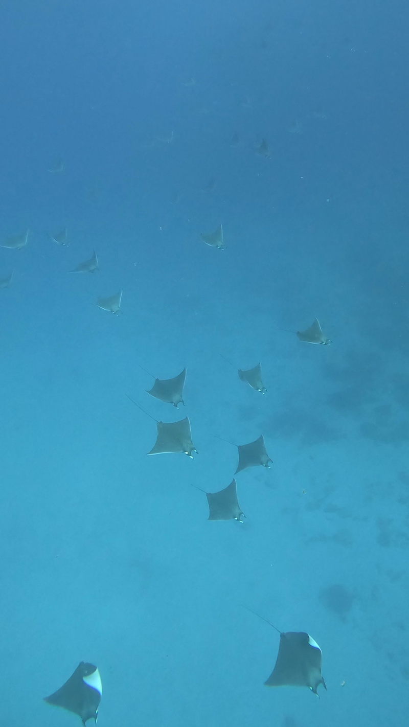Hier kam eine riesige Schule von Mobula Rochen vorbei, sicher über 50 Stück. Im Hintergrund erkennt man sie fast nicht mehr, sind jedoch auch alles Rochen.