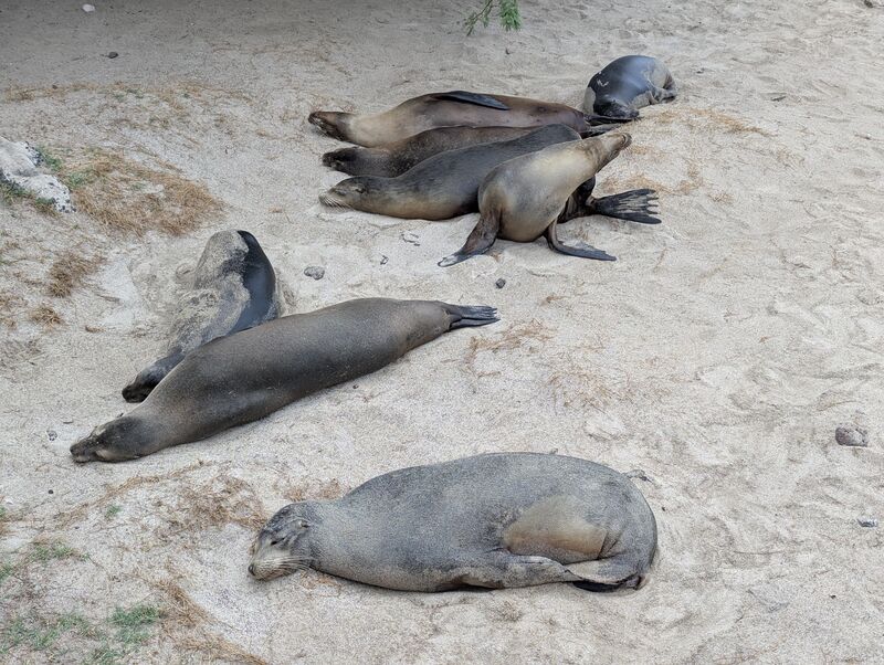 Schlafende Seelöwen am Strand sind einfach herzig!