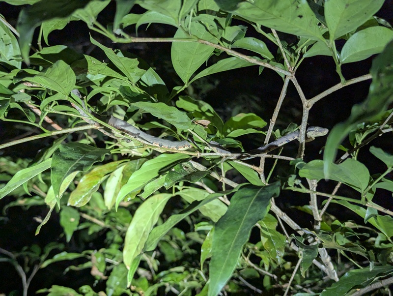 Eine Baby Hundskopfboa (Tree Boa)
