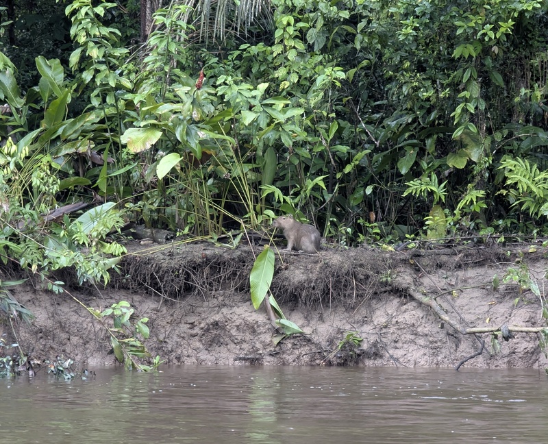 Unser erstes Capybara, wie es gemütlich frisst.