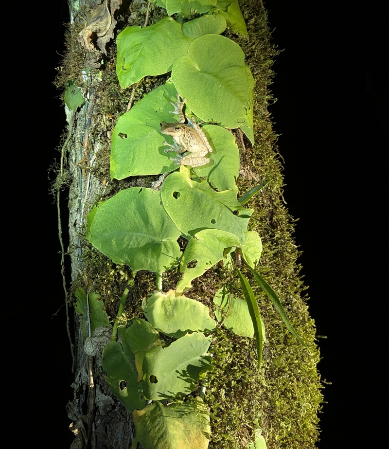 Ein hübscher Laub/Baumfrosch?