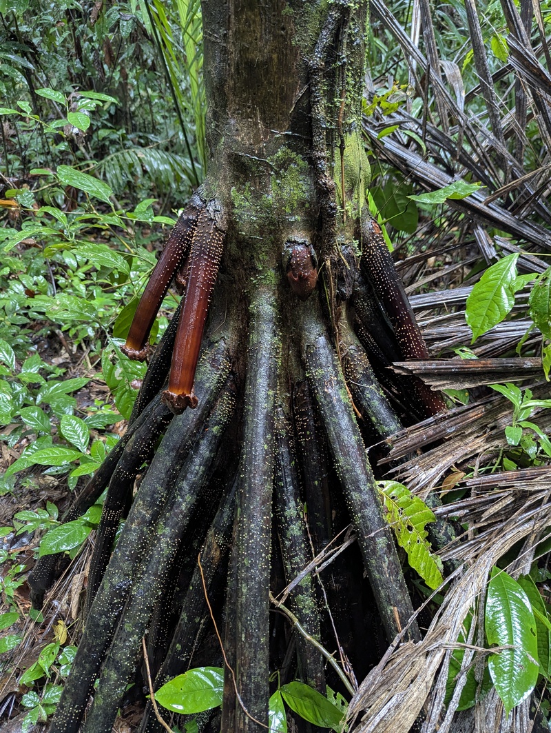 Dieser Baum wird von Lokals auch “Single Lady Tree” genannt. Woher das wohl kommt?