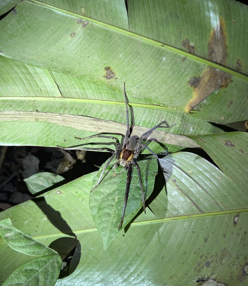 Ein schönes Exemplar einer Riesenfischerspinne.