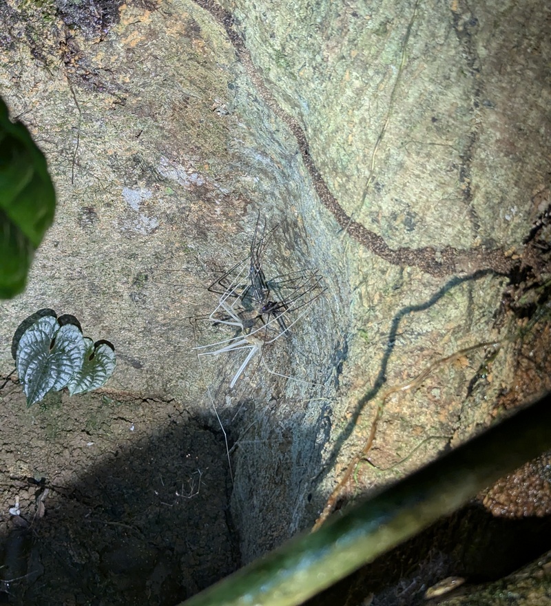 Hier hat sich eine Spinne gerade gehäutet. Weiss ist die Neue.