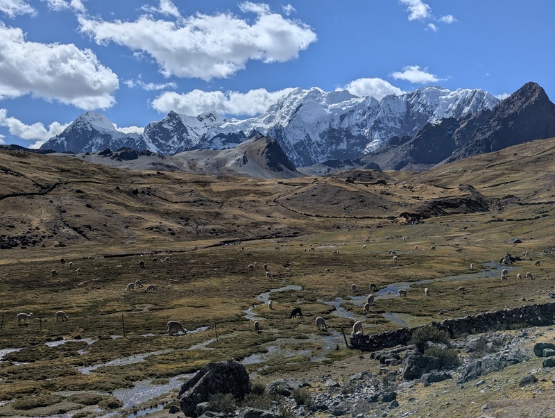 Lamas und Alpakas gemütlich am Grasen und der Gletscher des Callangate Massivs im Hintergrund.
