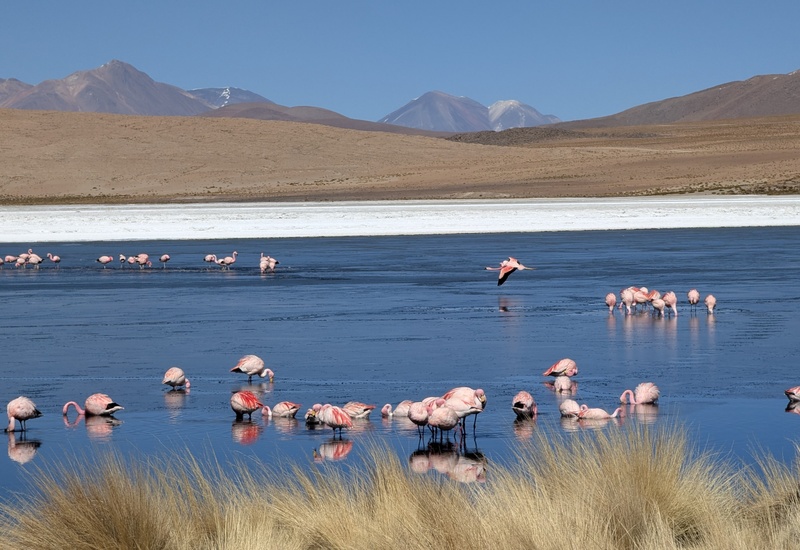 Eine der vielen Lagunen südlich von der Salzwüste beheimaten bis zu drei verschiedene Flamingo Arten. Durch heisse Quellen ist die Wassertemperatur der Lagunen zwischen 5 und 15°C warm.
