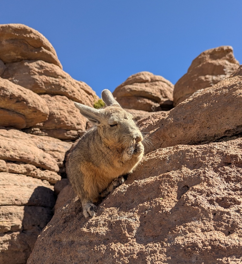 Ein Vizcacha von nahem, es ist neugierig und ist sich wohl auch die regelmässigen Besuche von Touristen gewohnt.
