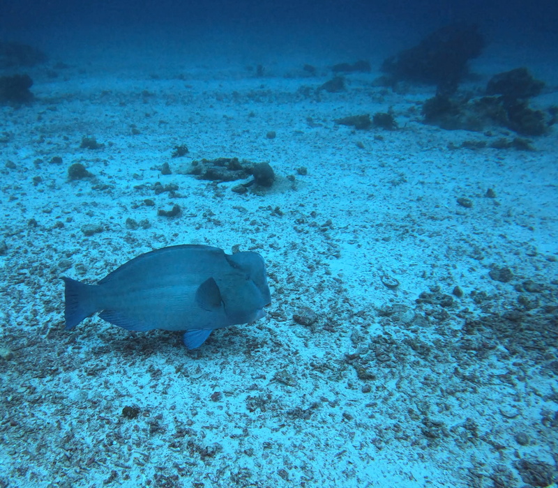 Ein Bumphead Parrotfish liess sich auch mal blicken, viel grösseres sahen wir selten, nebst den Riffhaien.