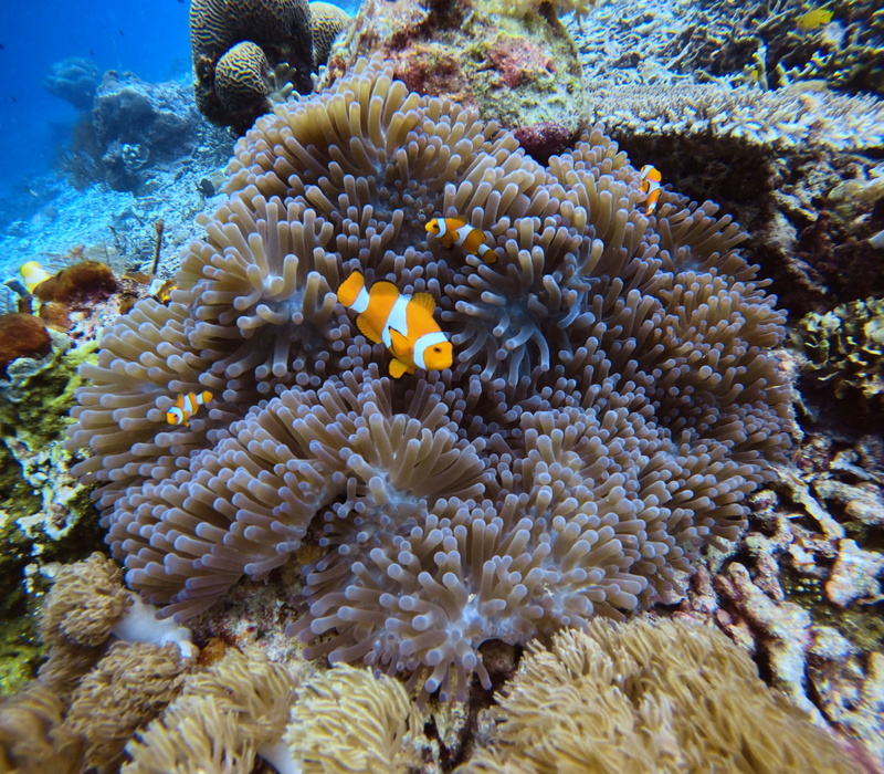 Nemos, also eigentlich Clownfische, sind fast bei jedem Tauchgang zu sehen gewesen.