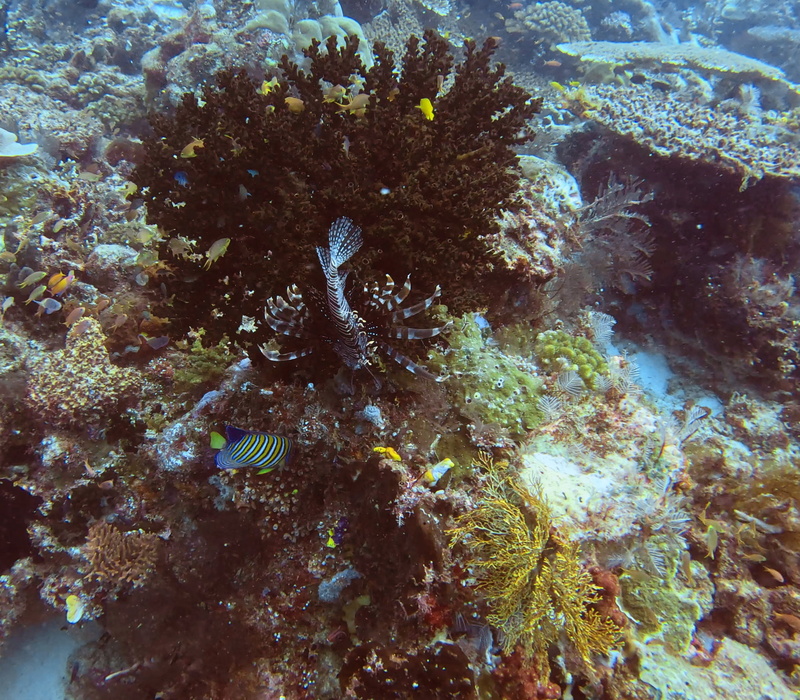 Ein wartender Feuerfisch (Lionfish).