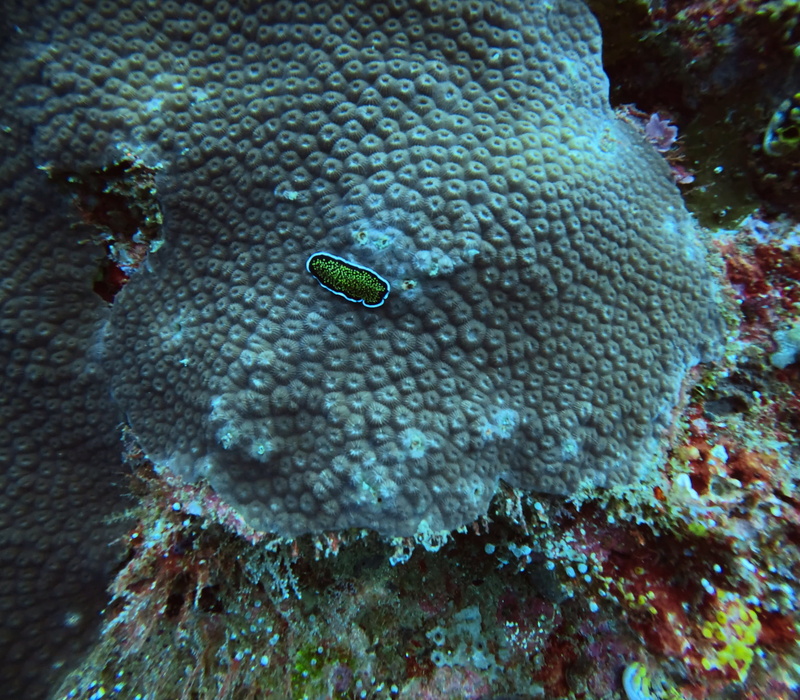 Einer von vielen verschiedenen Nudibranches, die wir gesehen haben.