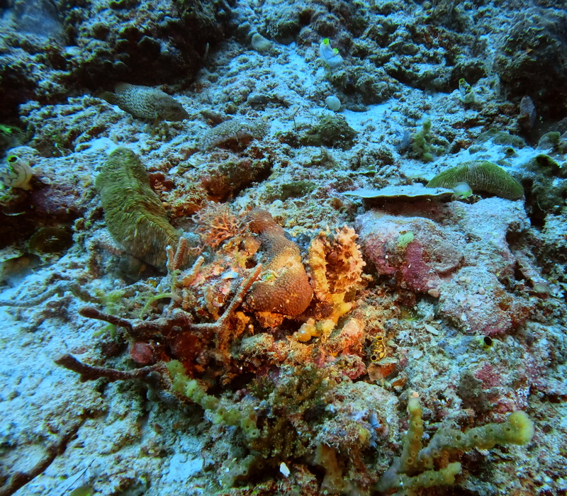 Im letzten Tauchgang in Raja Ampat haben wir das erste Mal ein Octopus gesehen. Erkennt ihr ihn auf dem Bild?