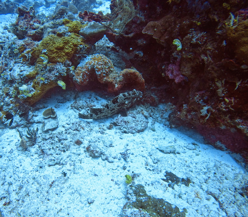 Ein nicht so gut versteckter Steinfisch. Diese gehören zu den giftigsten Fischen, die es gibt.