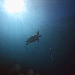Raja Ampat: Das Unterwasser-Paradies