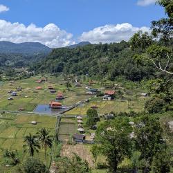 Tomohon: Umgeben von Vulkanen, Reisfeldern und Wäldern
